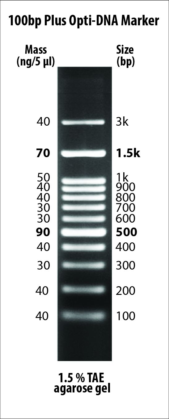 G016 100bp Opti-DNA Marker