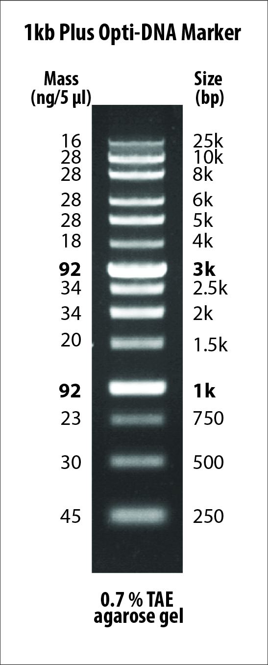 G248 1kb Plus Opti-DNA Marker