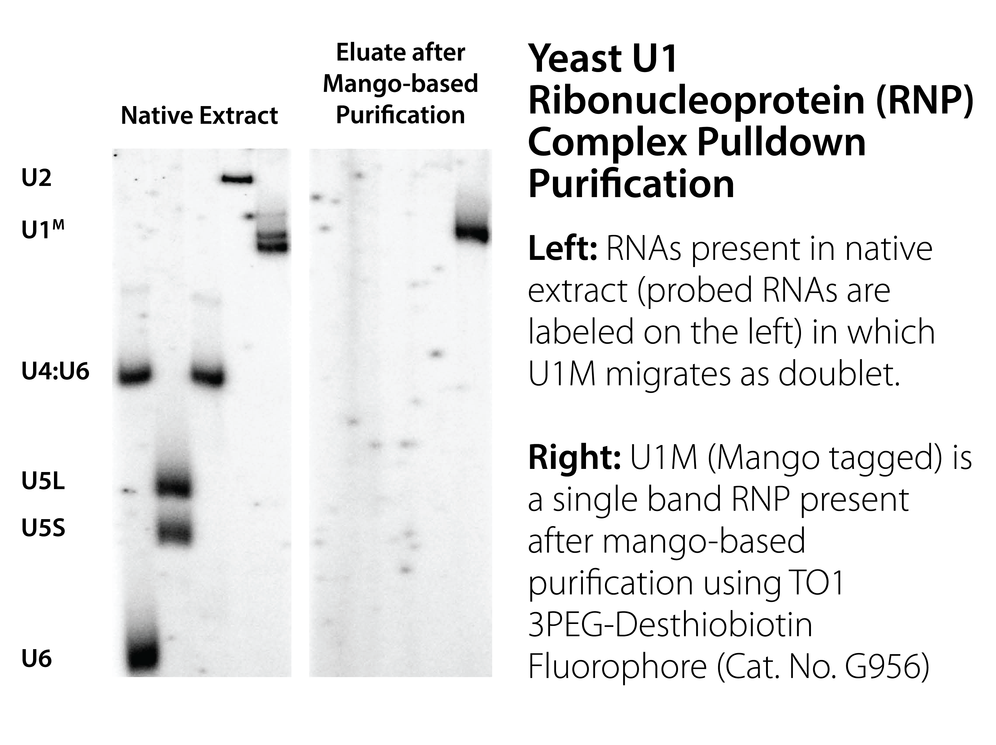 Yeast U1 Ribonucleoprotein (RNP) Complex Pulldown Purification