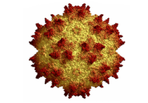 Custom Adeno-Associated Virus (AAV) Service