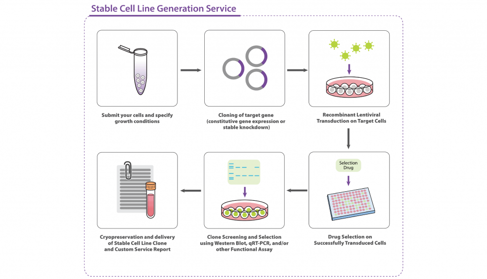 Cas9Expressing Cell Lines ITSBio