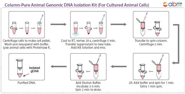 Column-Pure Blood Genomic DNA Kit | ITSBio