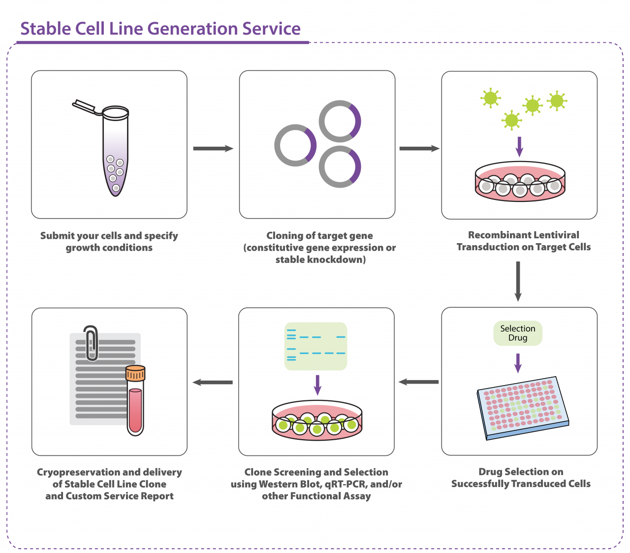 stable-cell-line-generation-service-itsbio