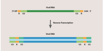 Polymerase Chain Reaction (PCR) - Reverse Transcription Knowledge Base
